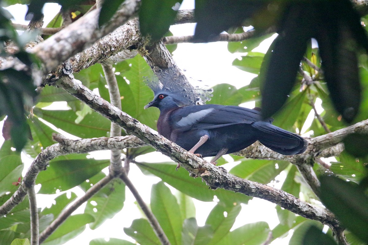 Victoria Crowned-Pigeon - Charley Hesse TROPICAL BIRDING