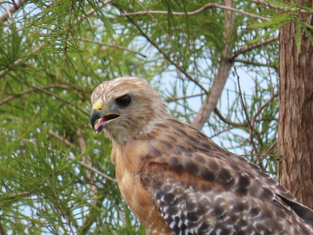 Red-shouldered Hawk - ML172666441