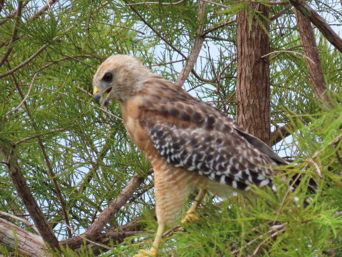 Red-shouldered Hawk - ML172666611