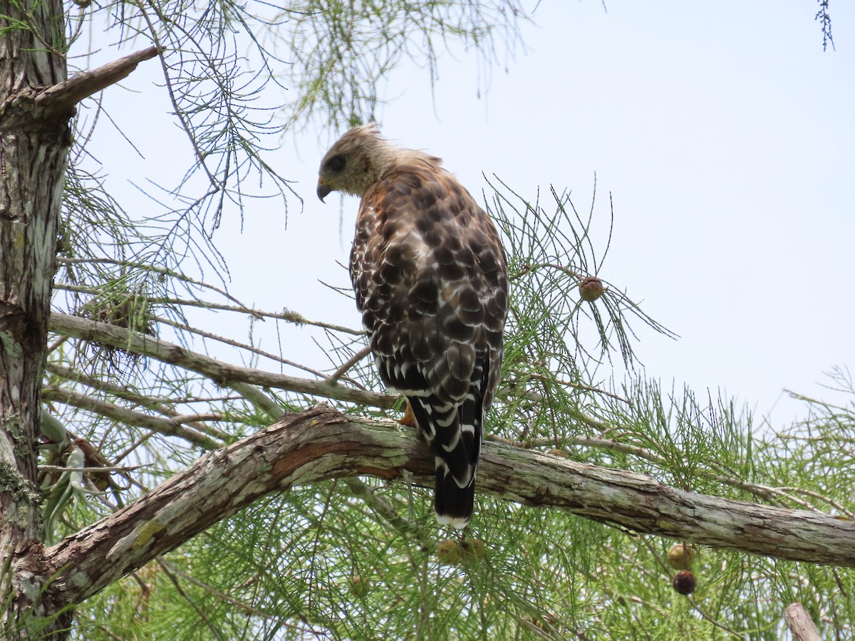 Red-shouldered Hawk - ML172666631