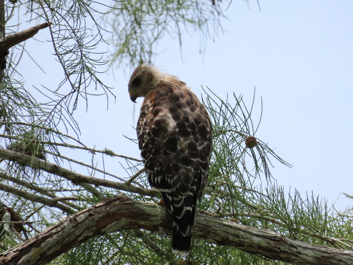 Red-shouldered Hawk - ML172666651