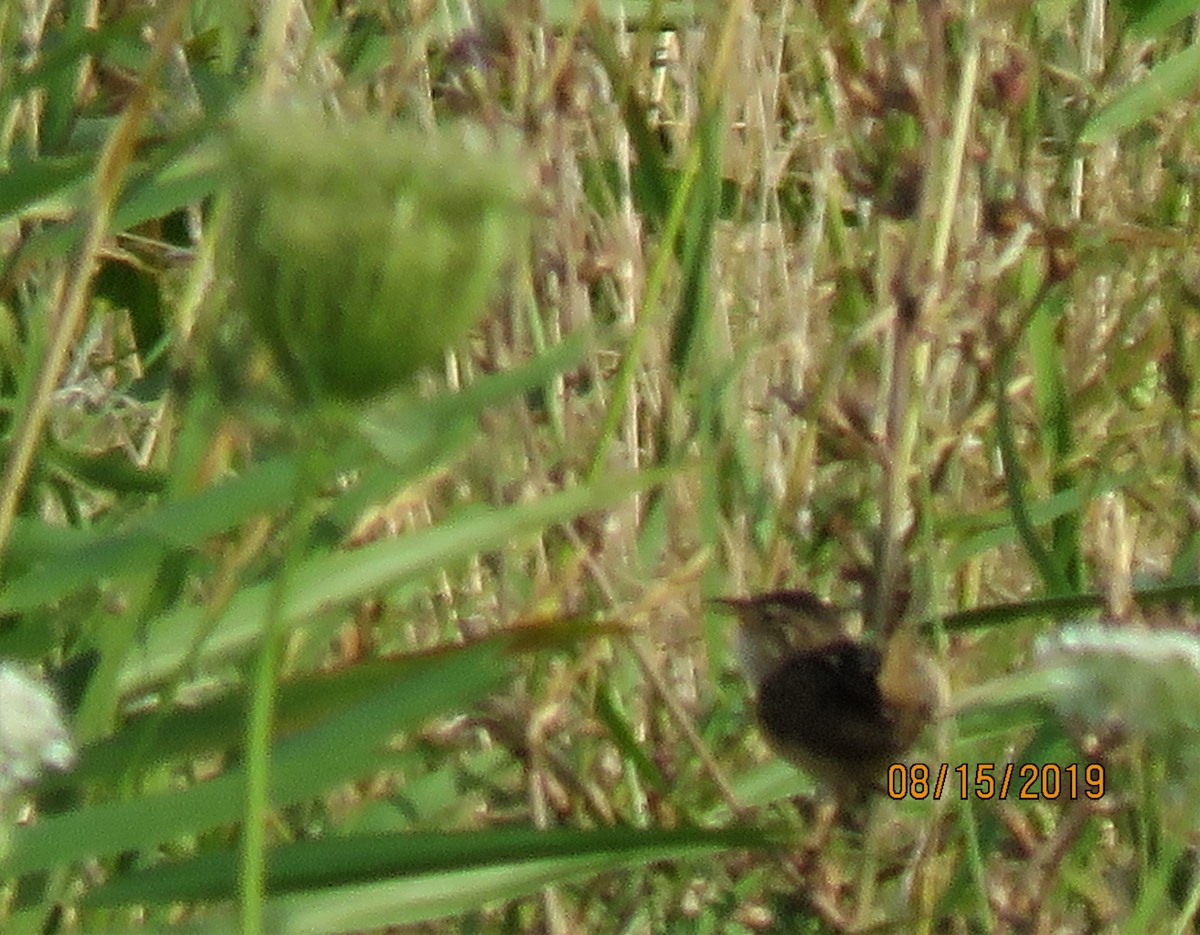 Sedge Wren - ML172666801