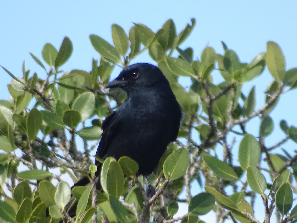 Southern Black-Flycatcher - ML172666861