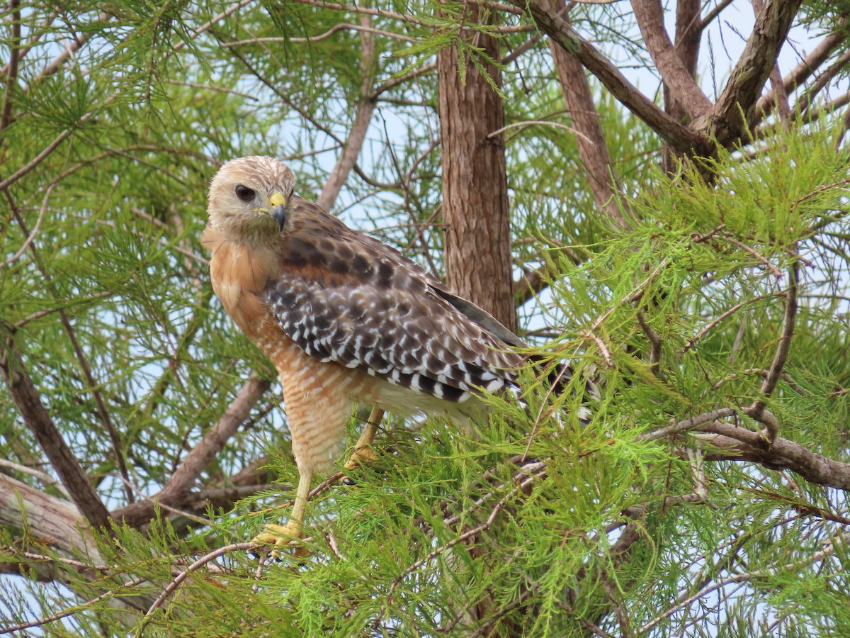 Red-shouldered Hawk - ML172666941