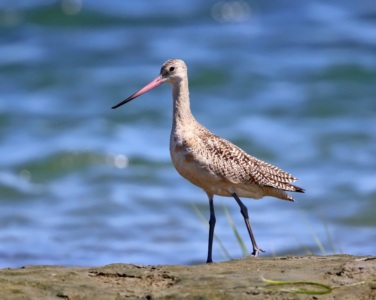 Marbled Godwit - Tom Murray