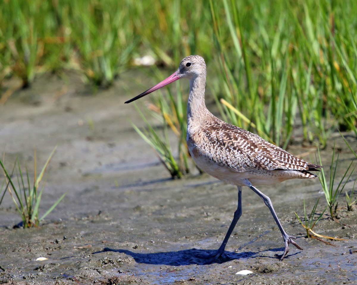 Marbled Godwit - ML172667751