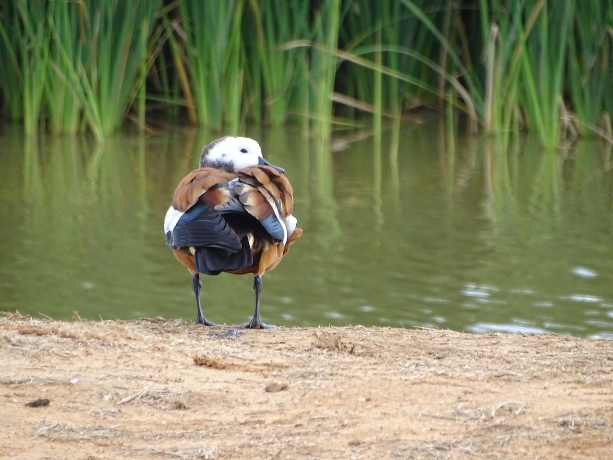 South African Shelduck - ML172667851