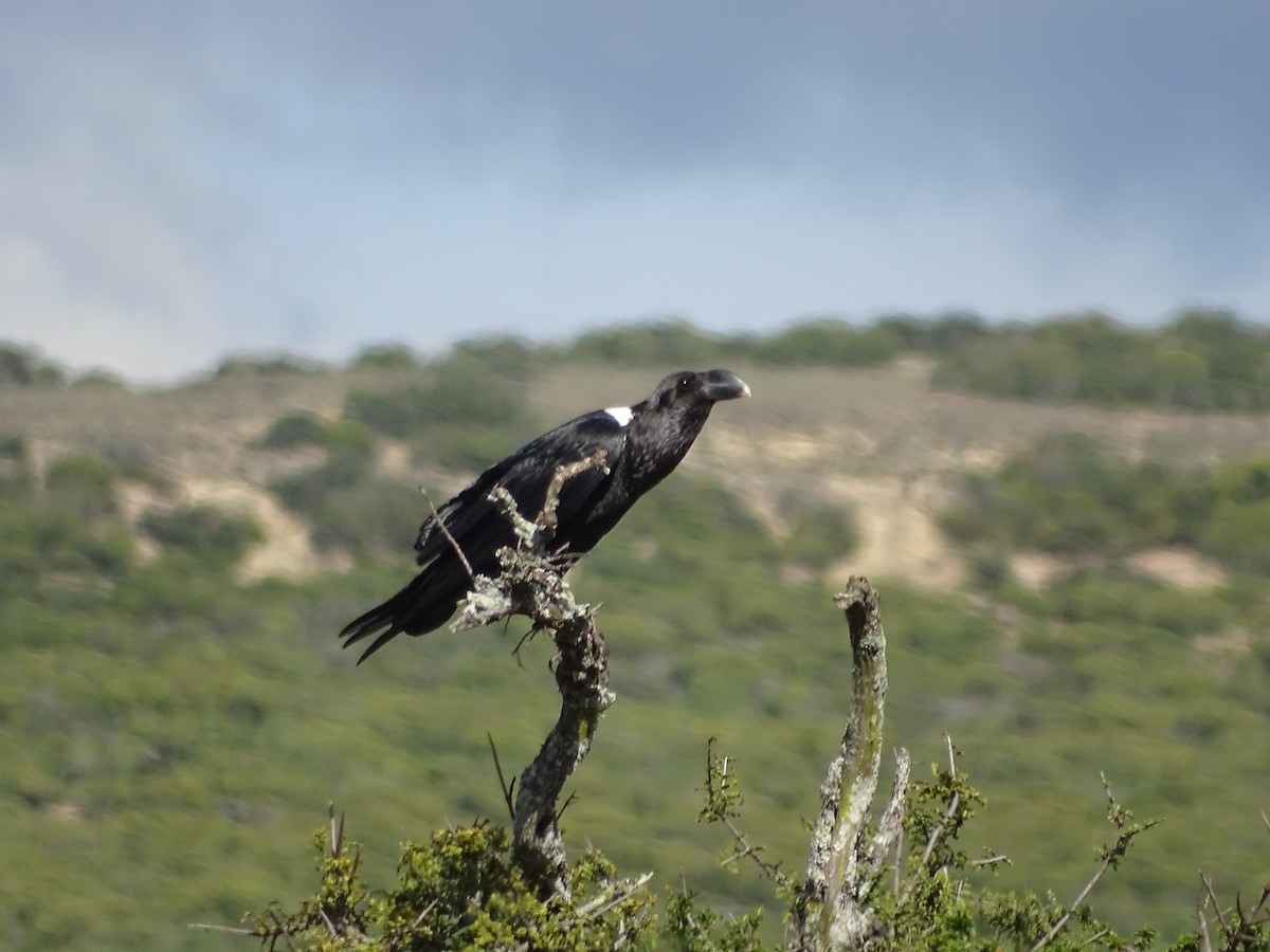 White-necked Raven - ML172668801