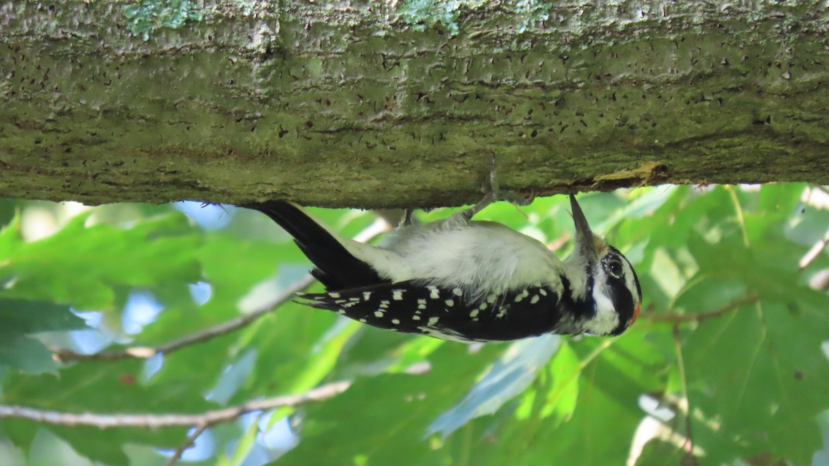 Hairy Woodpecker - Suzanne Kavic