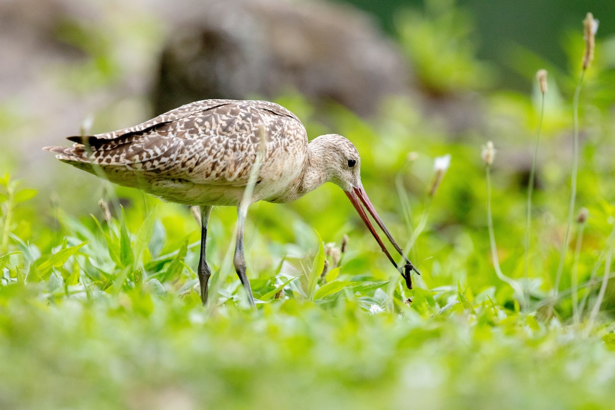 Marbled Godwit - ML172672991