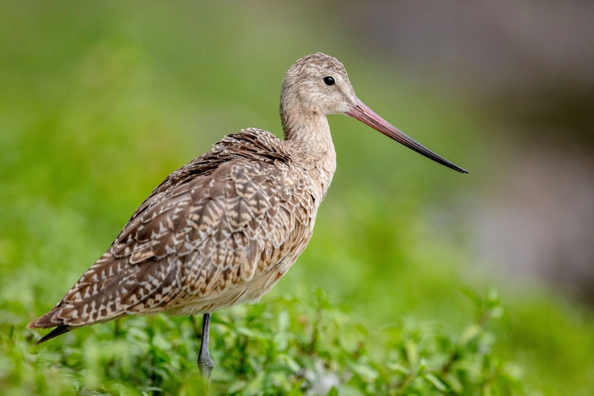 Marbled Godwit - Tony Dvorak