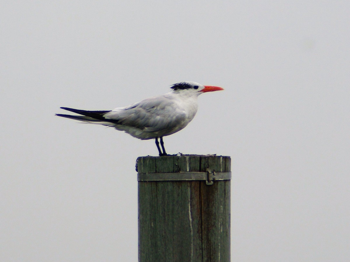 Royal Tern - Vincent Glasser