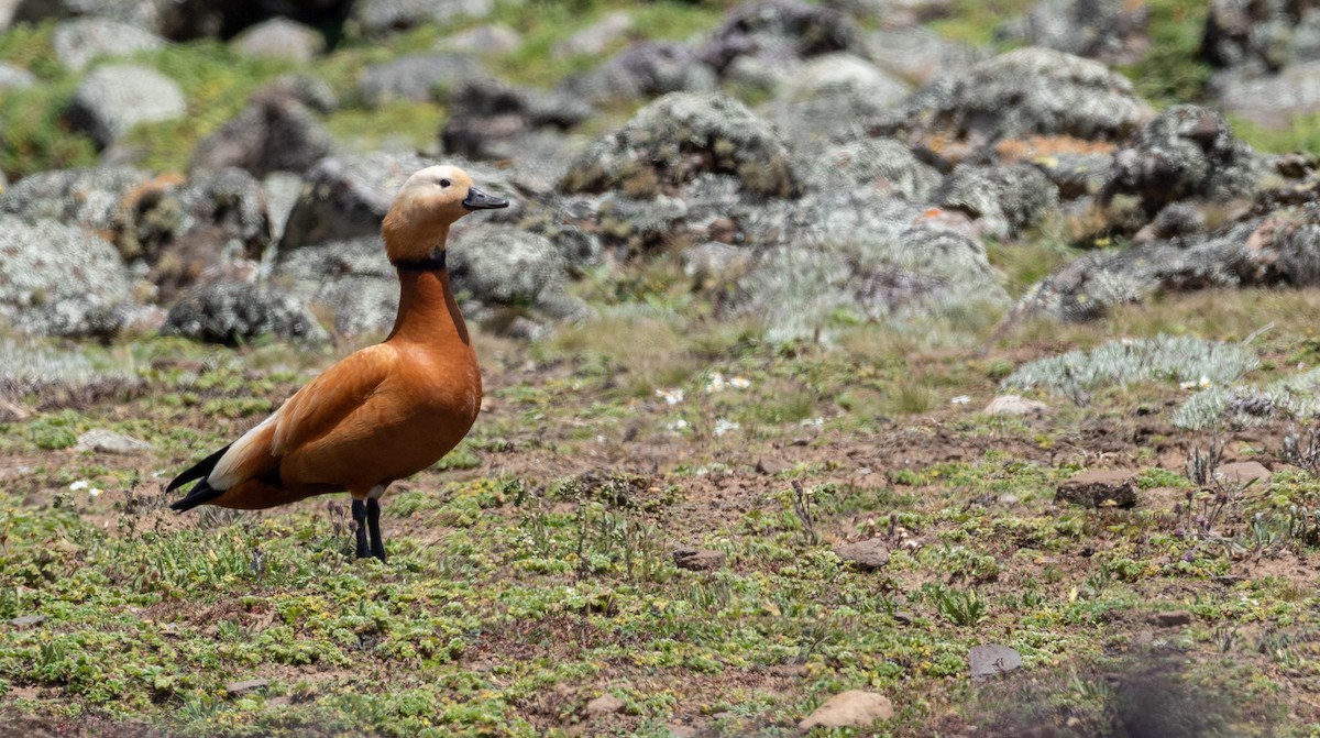 Ruddy Shelduck - ML172675581