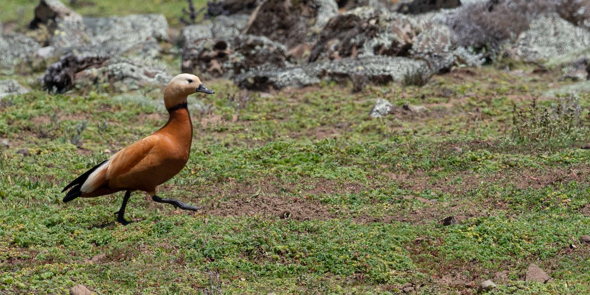 Ruddy Shelduck - ML172675591