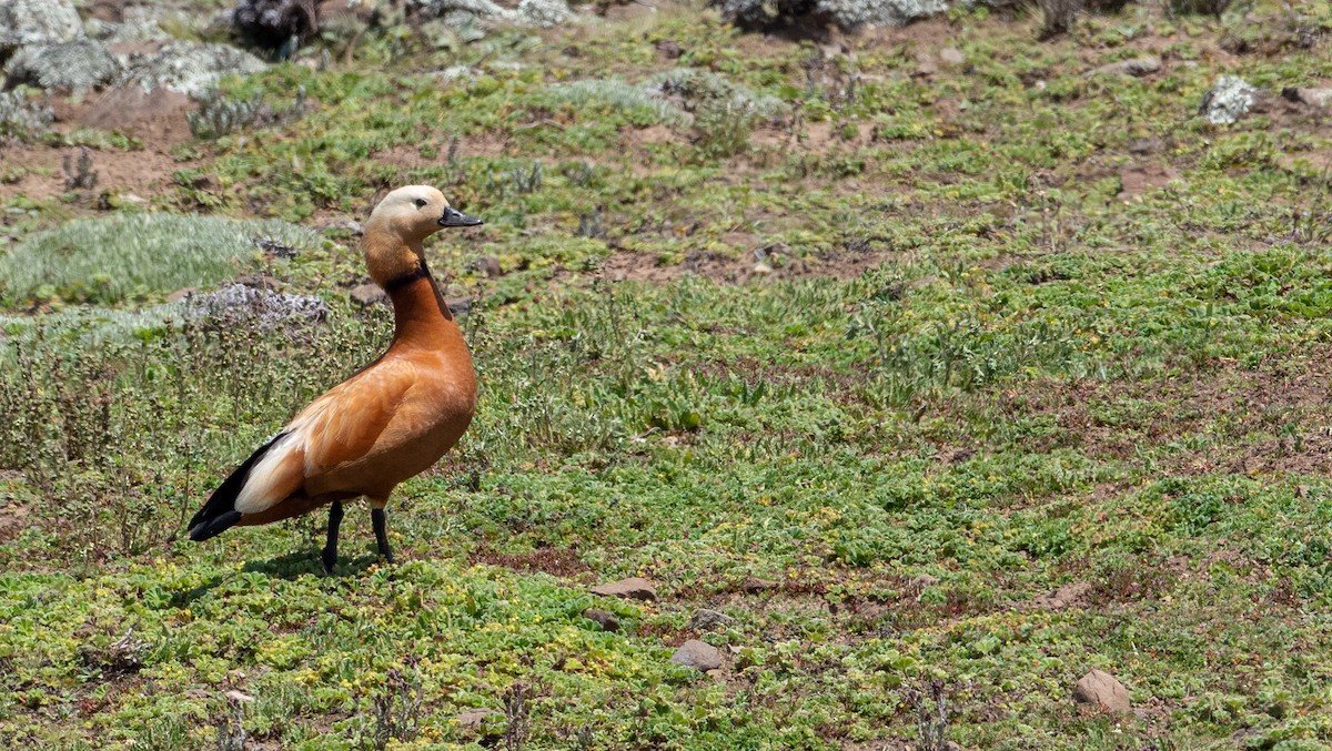 Ruddy Shelduck - ML172675611