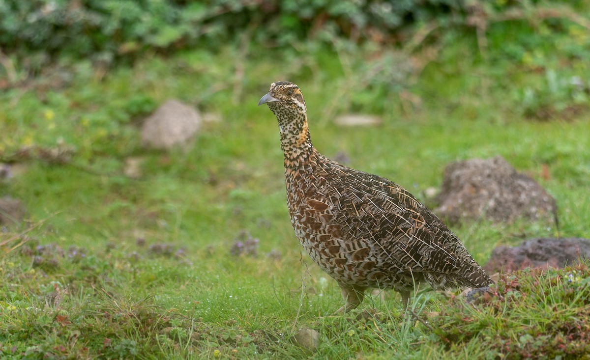 Moorland Francolin - Forest Botial-Jarvis