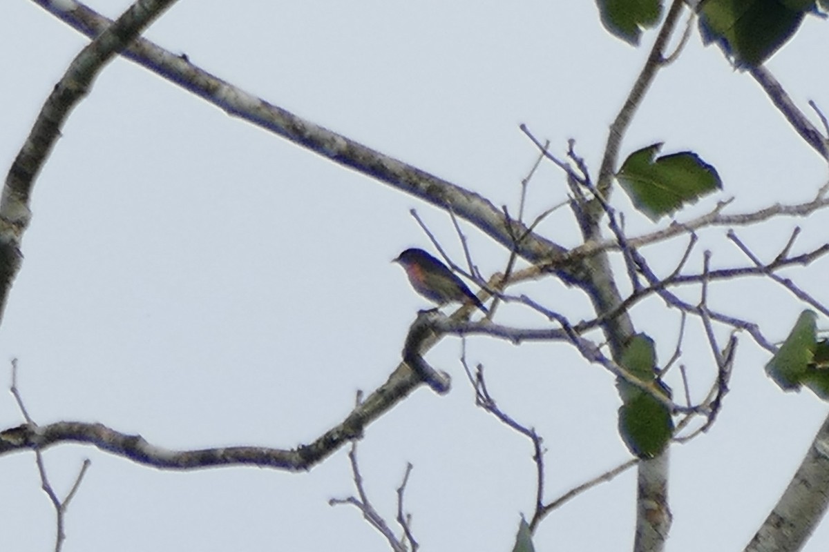 Pink-breasted Flowerpecker - ML172676441