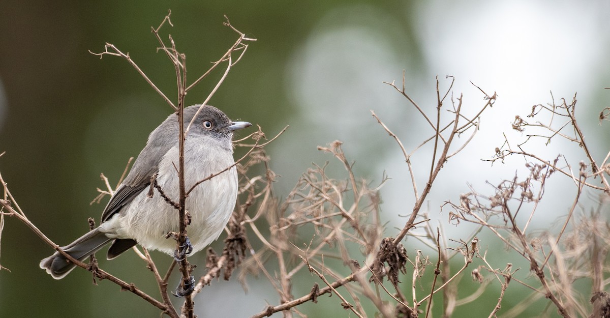 Abyssinian Slaty-Flycatcher - Forest Botial-Jarvis