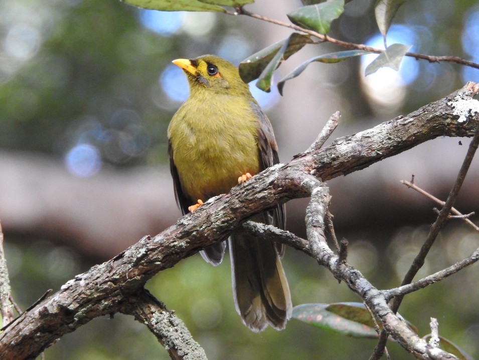 Bell Miner - ML172677751