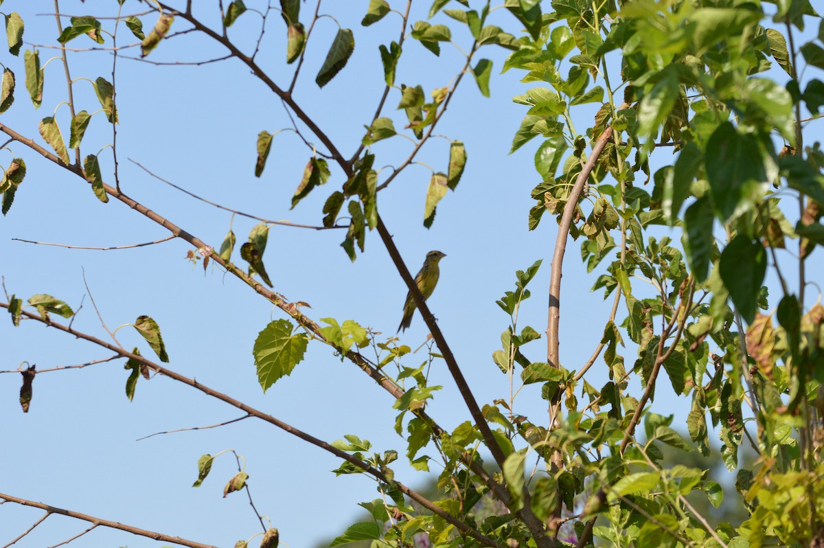 Bobolink - ML172679941