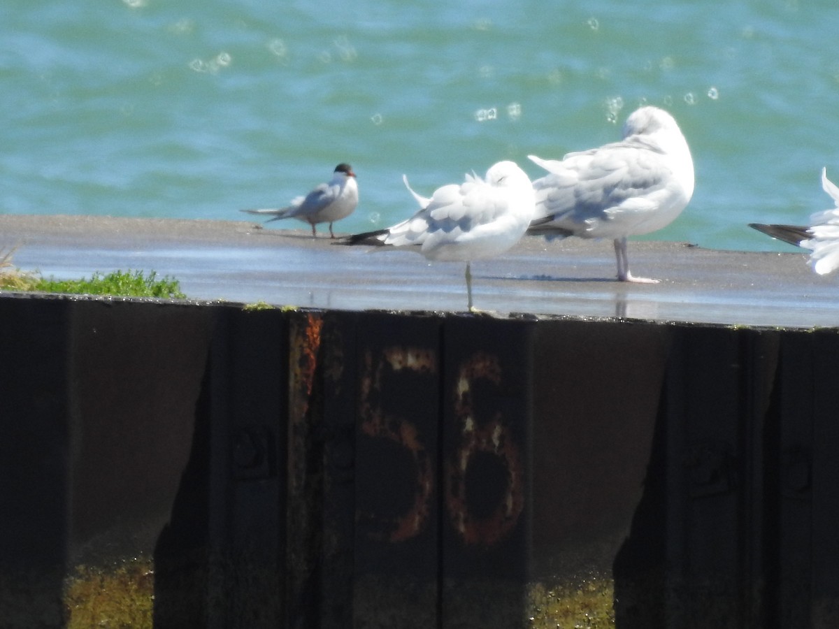 Common Tern - ML172682211