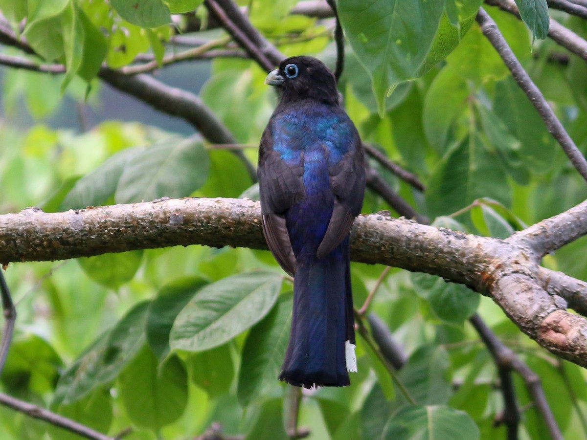 Trogon à tête noire - ML172682561