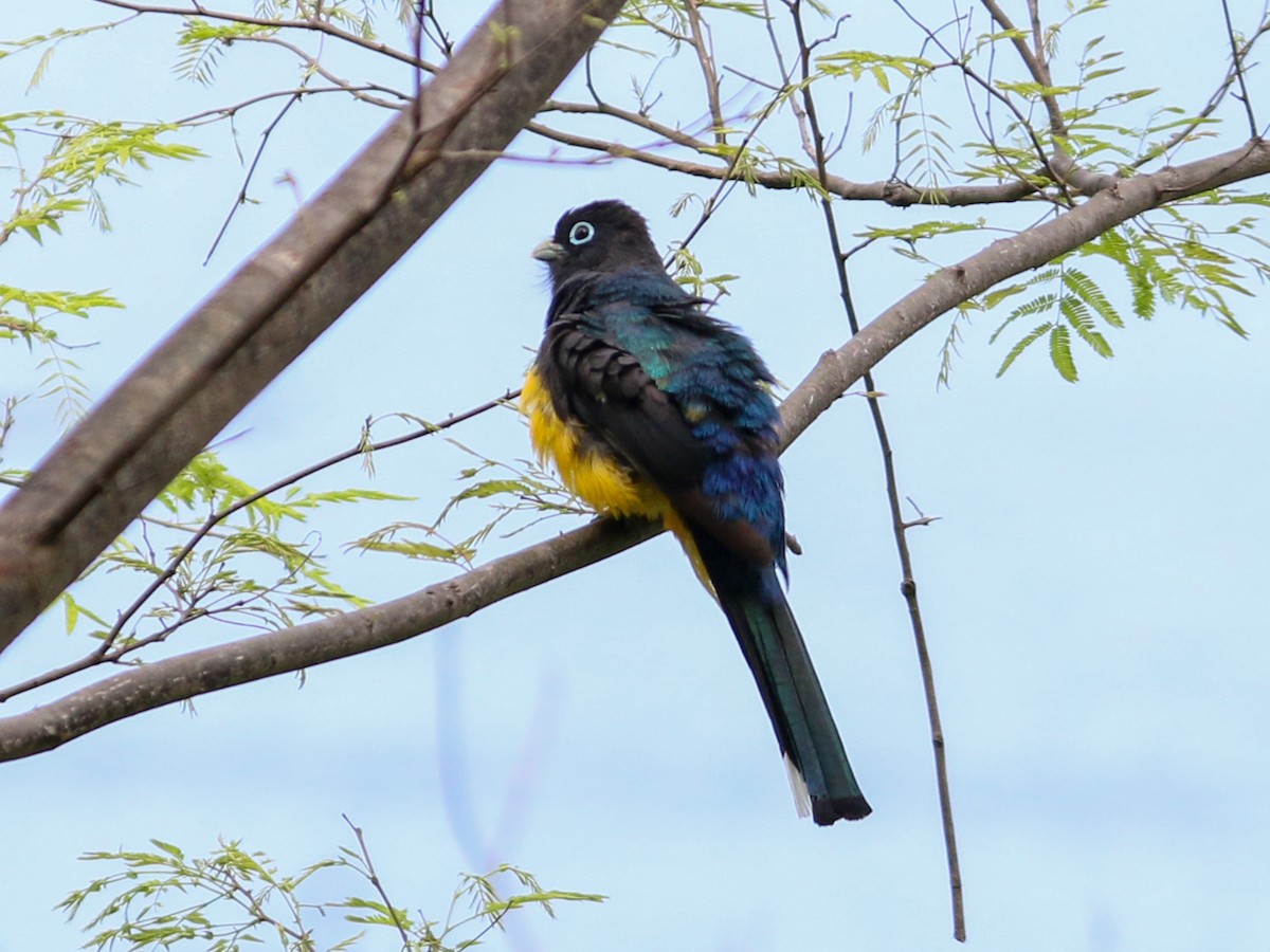 Trogon à tête noire - ML172682571