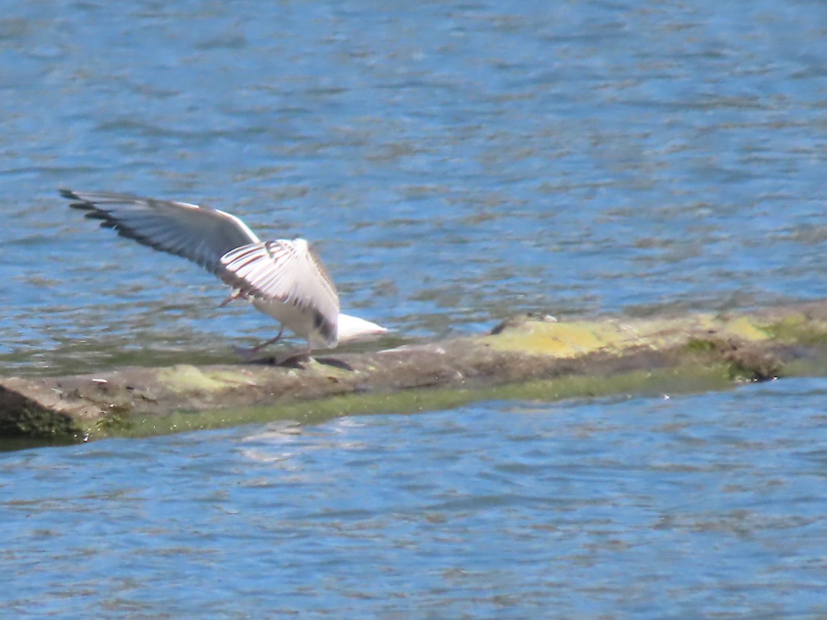 Bonaparte's Gull - ML172682741