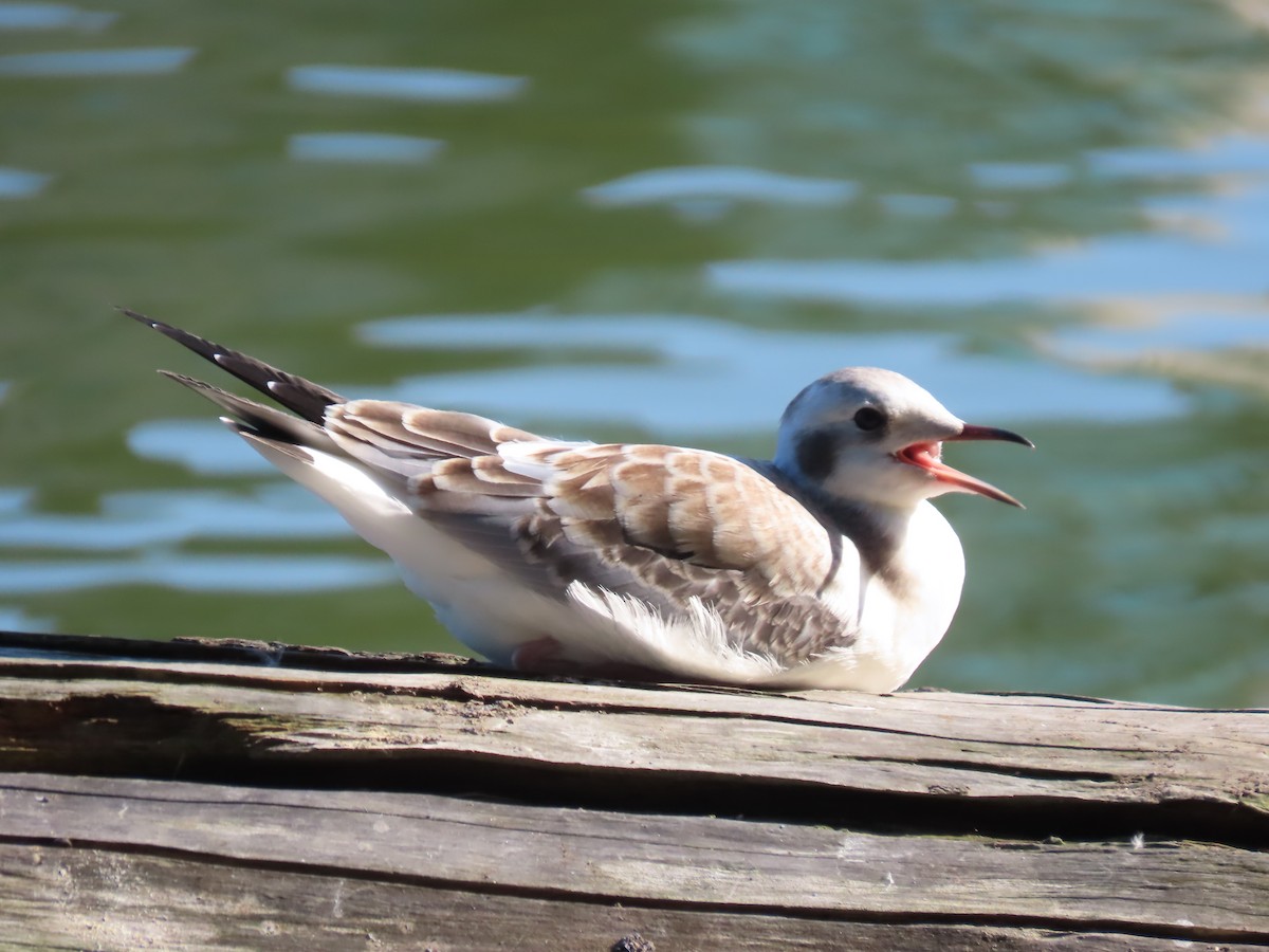 Bonaparte's Gull - ML172682751