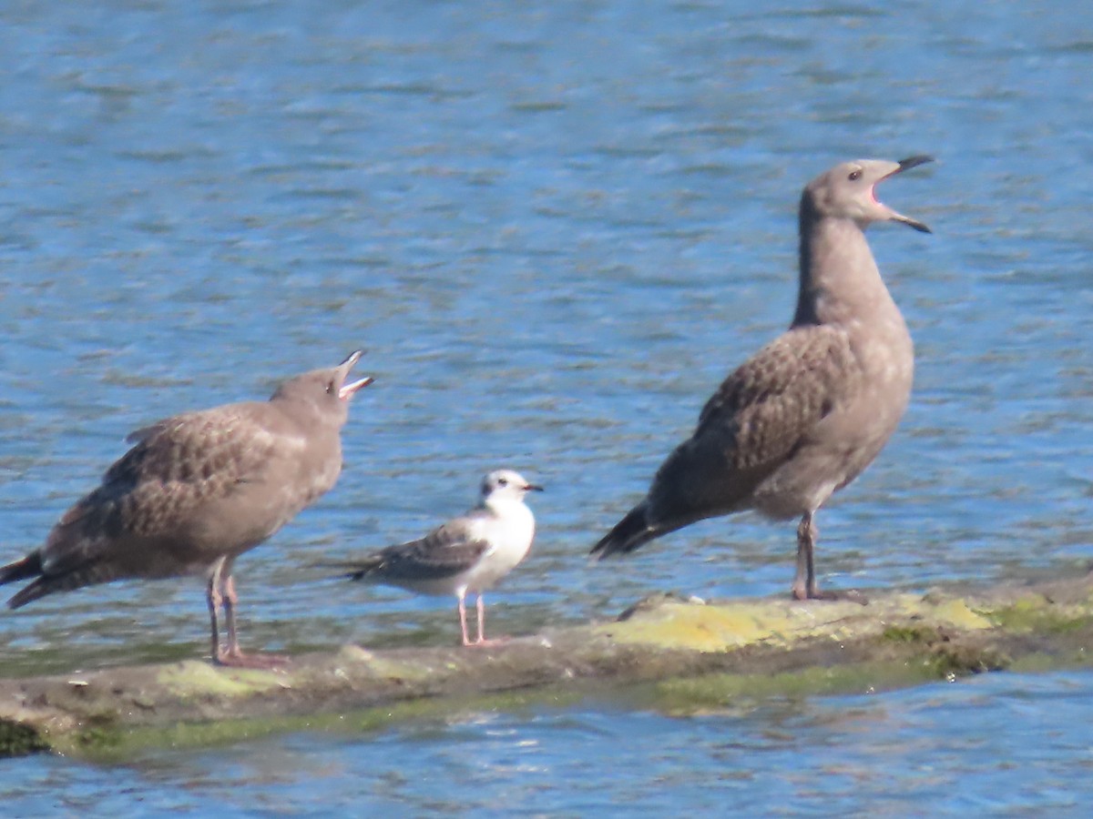 Bonaparte's Gull - ML172682761