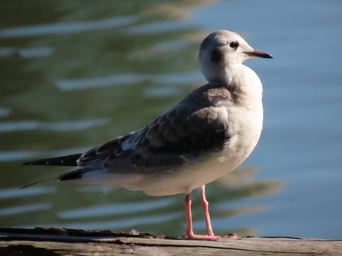 Bonaparte's Gull - ML172682781