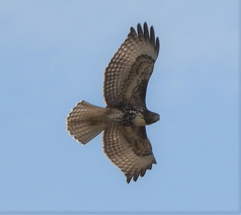 Red-tailed Hawk - ML172684061