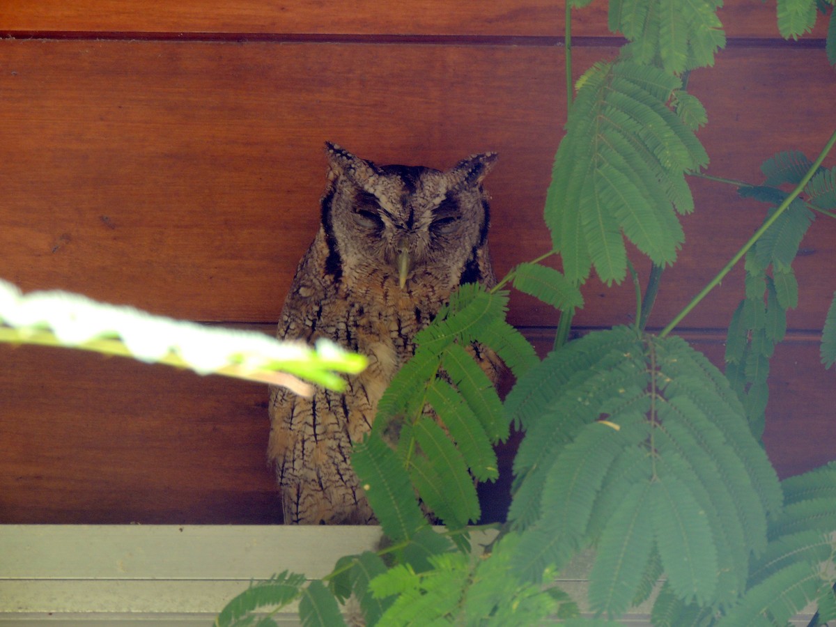 Tropical Screech-Owl - ML172684901