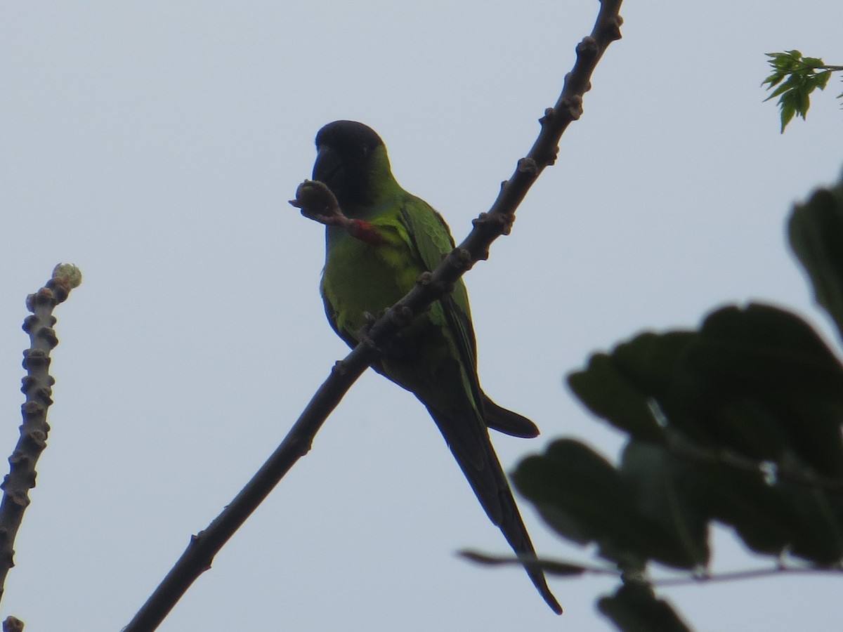 Nanday Parakeet - ML172690031