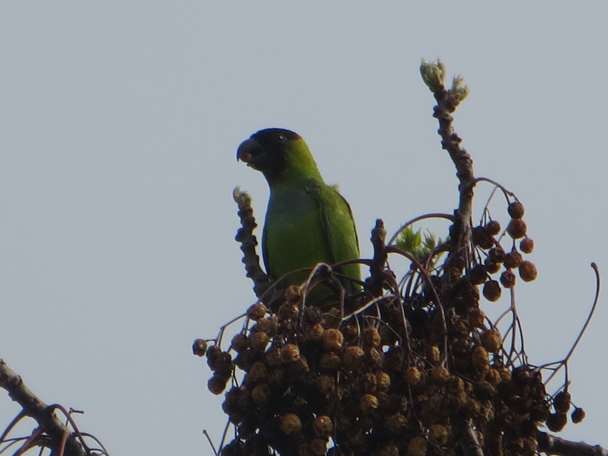 Nanday Parakeet - ML172690301