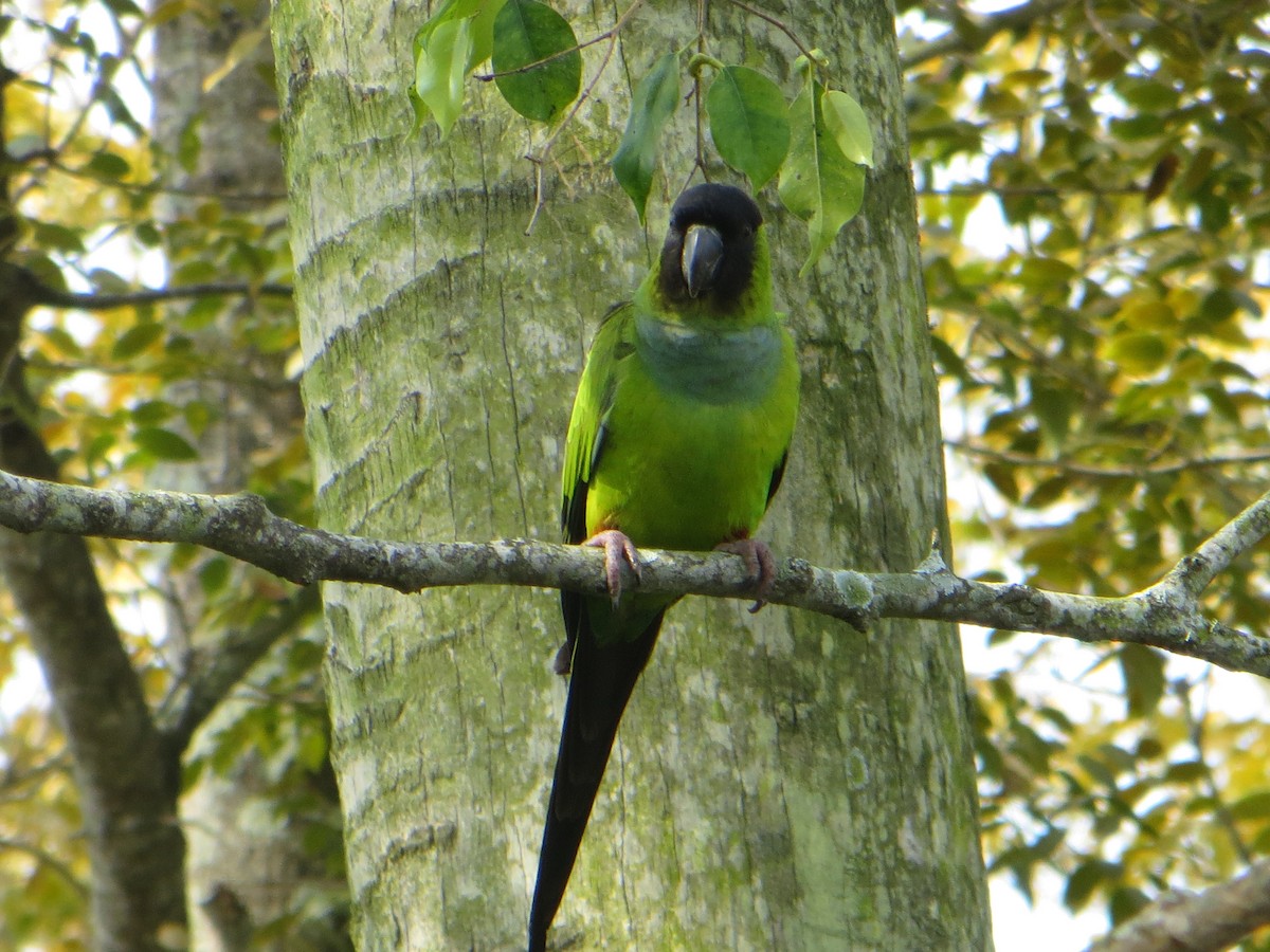 Nanday Parakeet - ML172690471