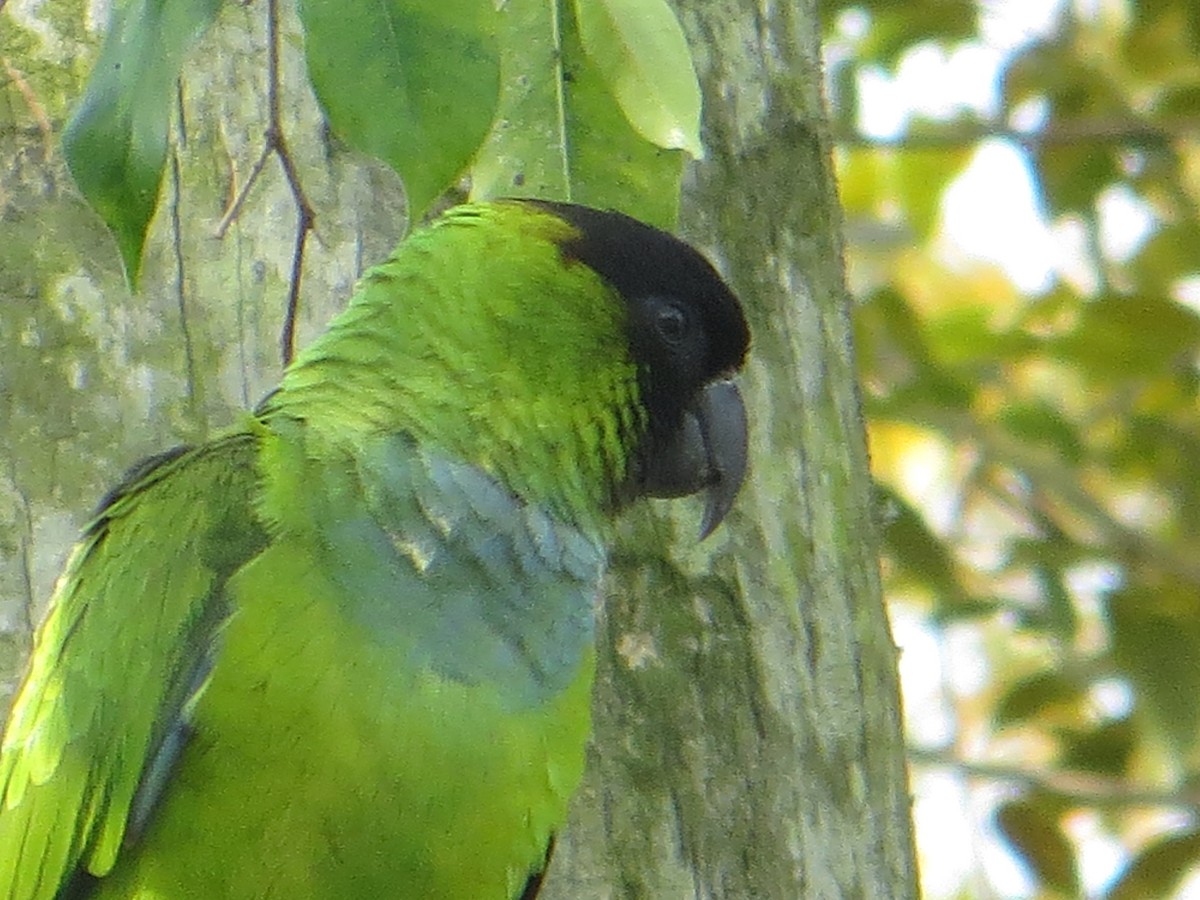 Nanday Parakeet - ML172690531