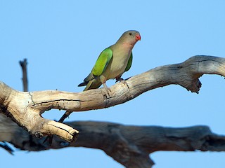  - Princess Parrot