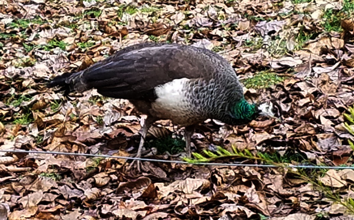 Indian Peafowl - ML172694361