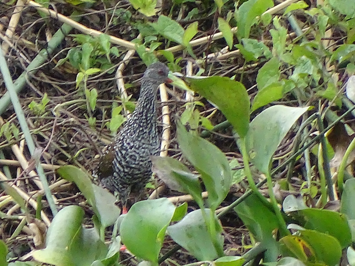 Spotted Rail - ML172695051