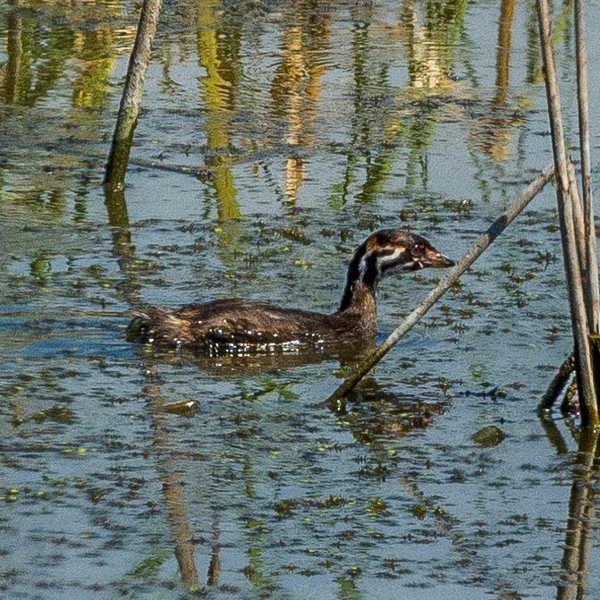 Pied-billed Grebe - ML172695311