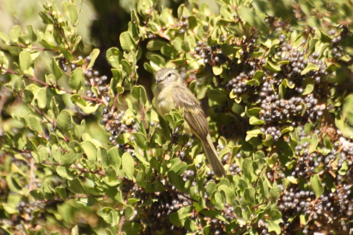 elaenia sp. (genus Myiopagis) - ML172698311