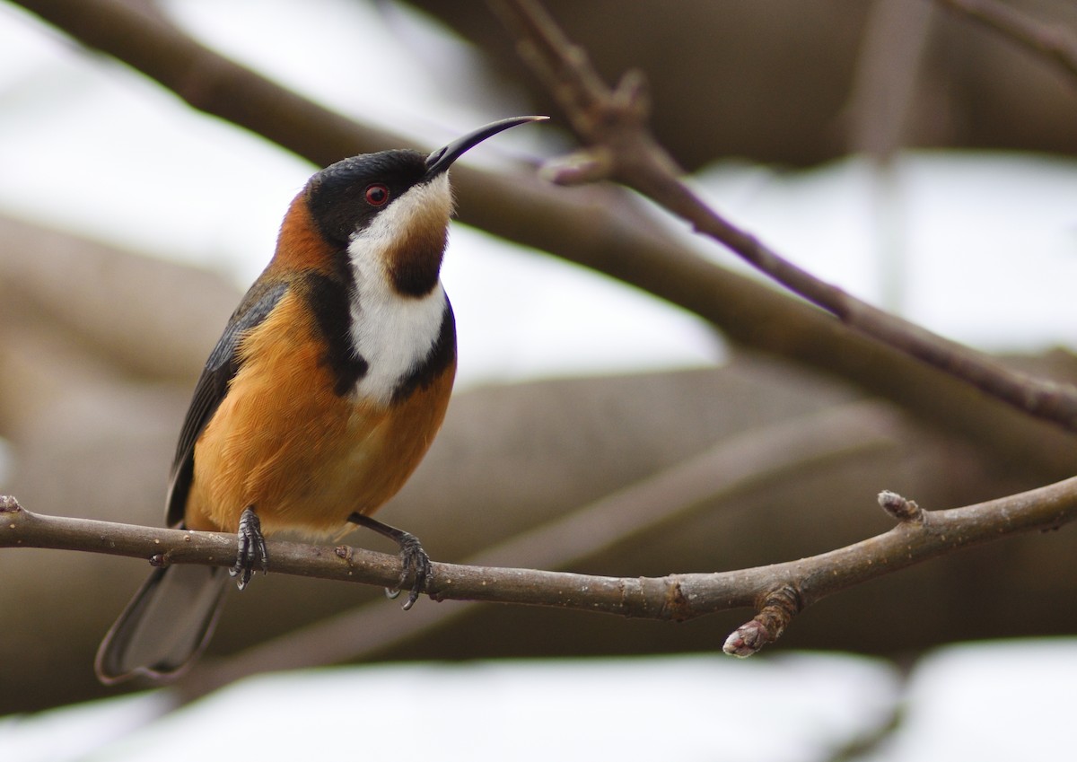 Eastern Spinebill - ML172698731