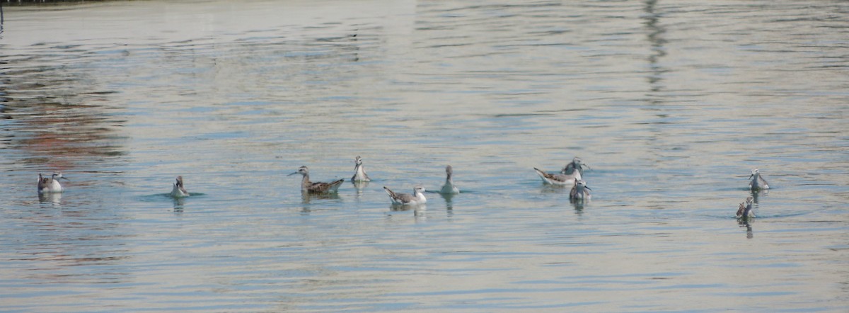 Falaropo Tricolor - ML172703401