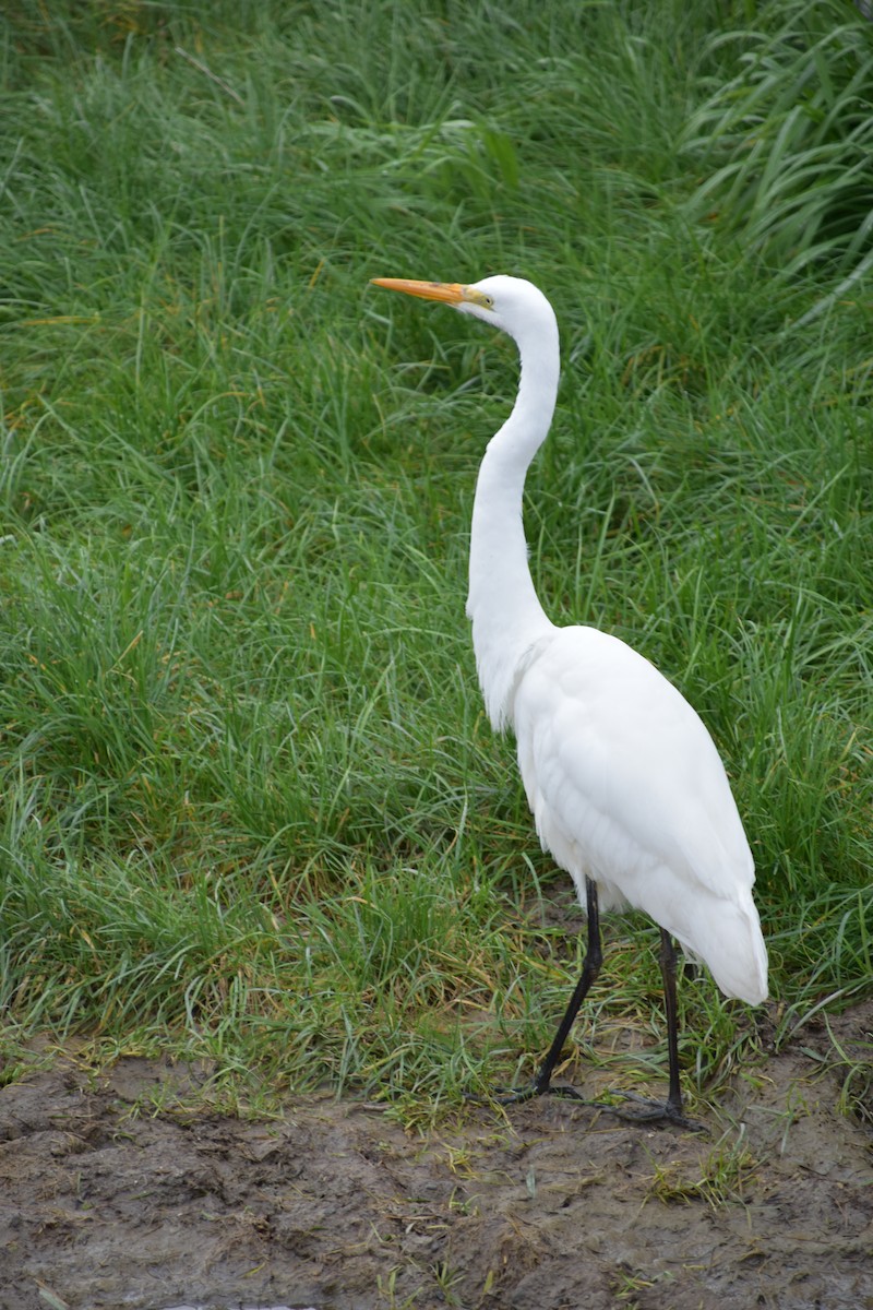 Great Egret (modesta) - ML172703461