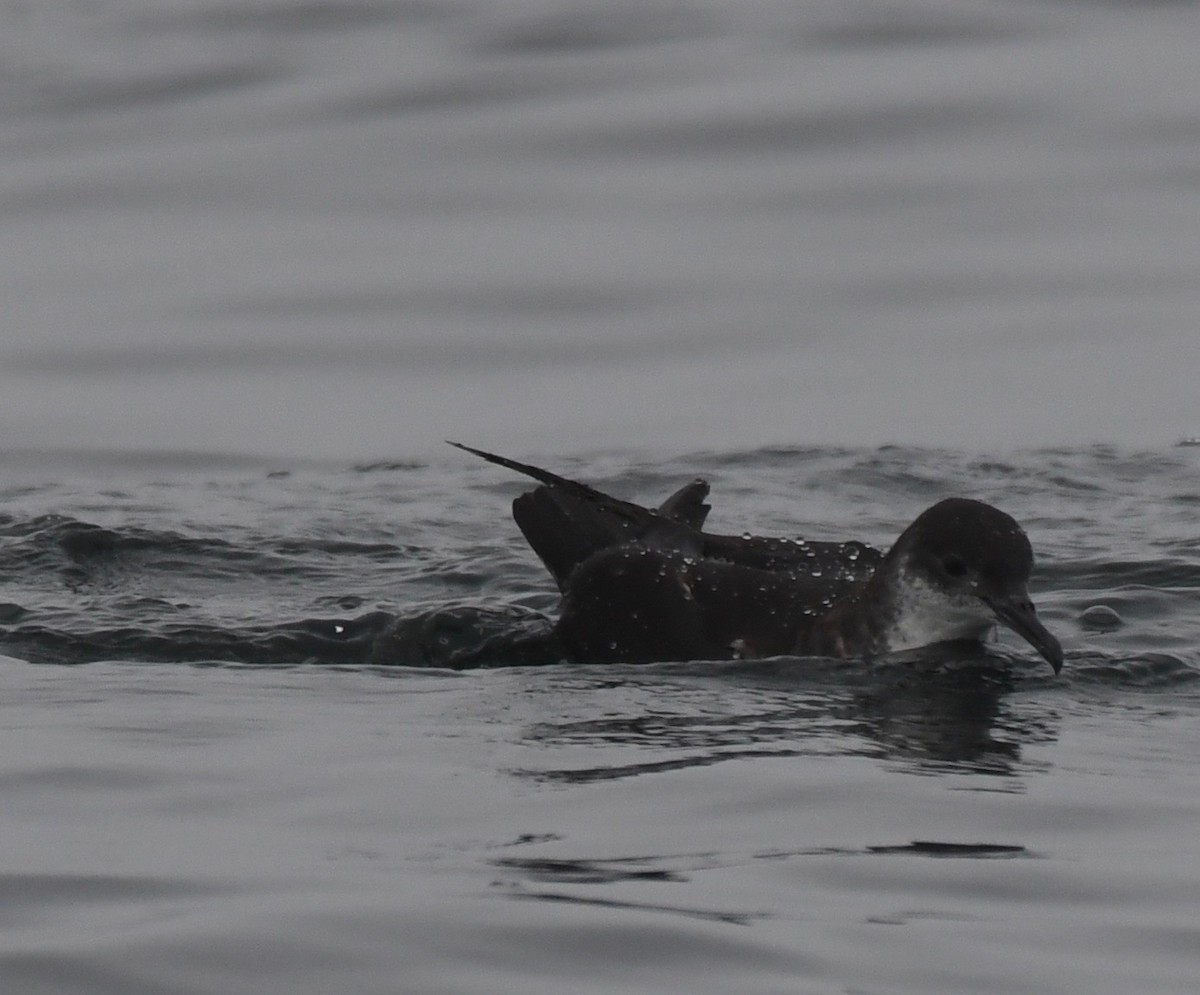 Manx Shearwater - artie ahier