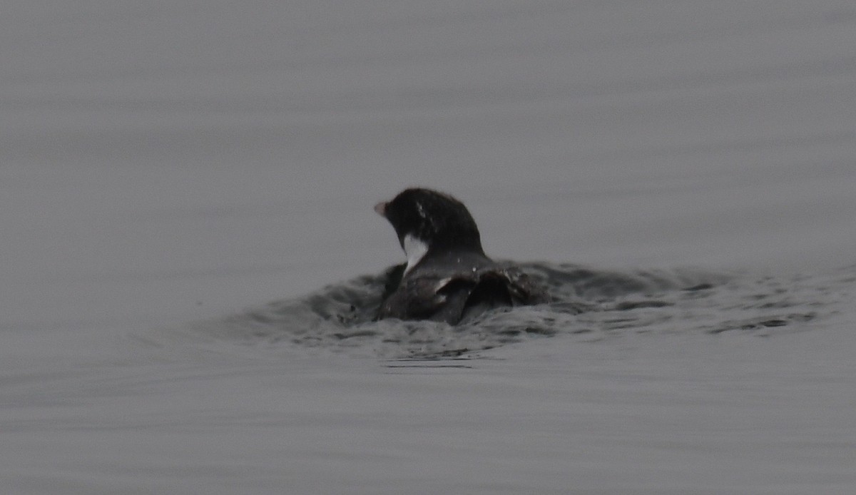 Ancient Murrelet - ML172705801