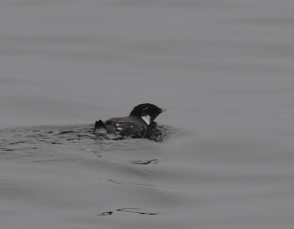 Ancient Murrelet - artie ahier