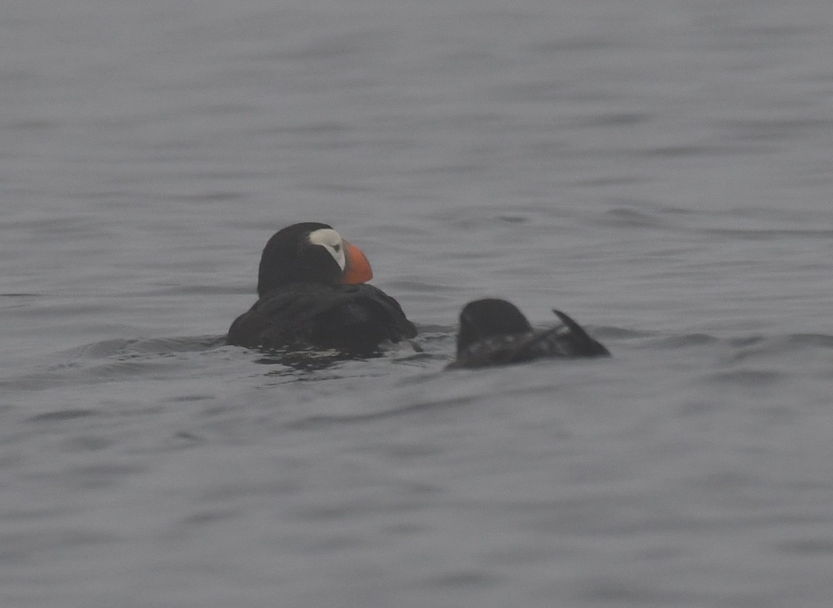 Tufted Puffin - ML172706511