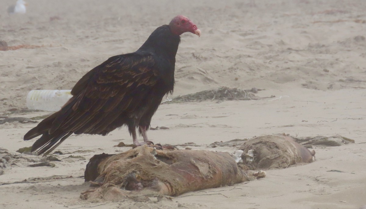 Turkey Vulture - ML172707161